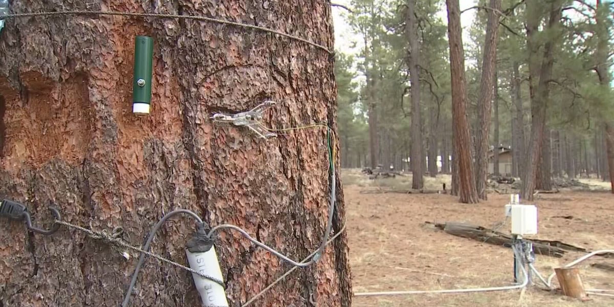 Flagstaff researchers use NASA satellites and tagged trees to help prevent wildfires