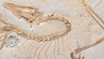 First known bird fossil unveiled at Chicago's Field Museum