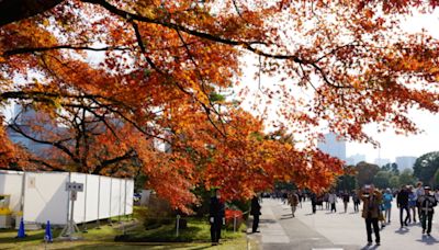 出國團費 日本賞楓團漲最多 | 旅行團 | 日本旅遊 | 賞櫻 | 大紀元