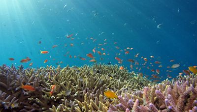 Researchers Are Using Cryopreservation to Save Coral Reefs