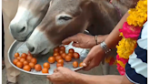 ...Donkeys To Taking Out Funeral Rally Of Living Person, Check Out Strange Rituals Of MP To Please Rain Gods