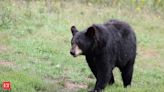 Americans can now kill bears legally - Know in what situation, rules and where