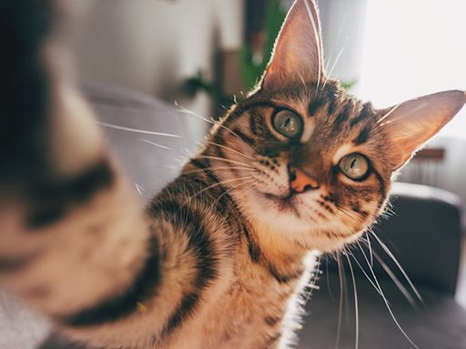 Cat Lovers, You Will Feel So Seen When You Read These Cat Quotes