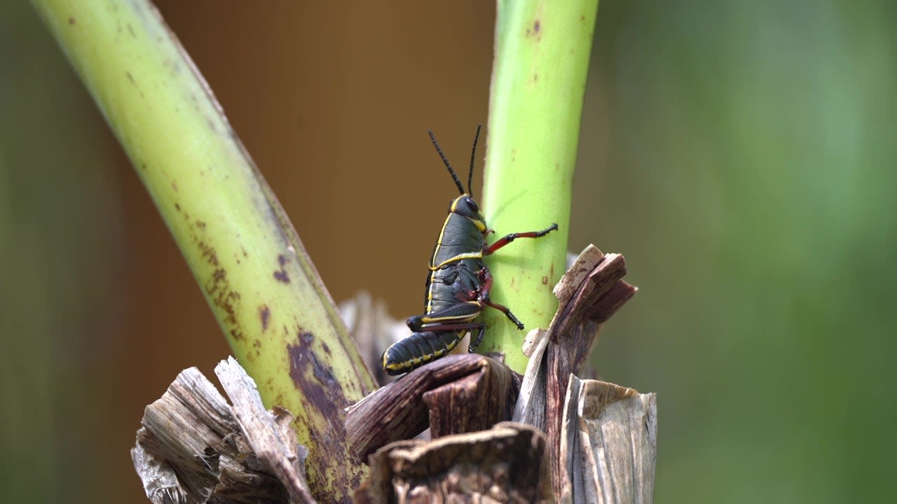 How to get rid of lubber grasshoppers in Florida yards