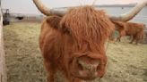 Video: Fluffy cows are taking over the internet