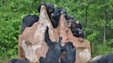 No plan in the works to relocate Alamogordo chimpanzees, federal agency says