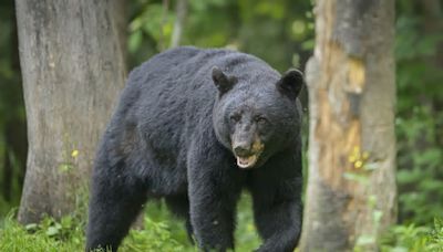 Black bear spotted roaming New Jersey town, residents encourage not to leave out food