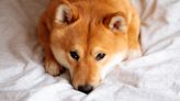 589 Trillion Reasons Shiba Inu Won't Reach $1 (for Now)