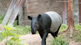 世界貘日 台北動物園準備迎接新寶貝 | 蕃新聞