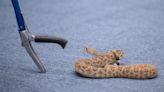 Lessons from rattlesnake class in the American Southwest