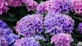 Gardeners' tips for hydrangeas that are not flowering – with free solution
