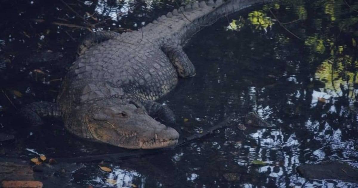 Heavy rains leave at least 200 crocodiles crawling around cities in Mexico near Texas, increasing "risk for the population"