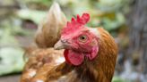 Pet chicken owners say the birds are more than just egg producers: 'They're my babies and are spoiled rotten'