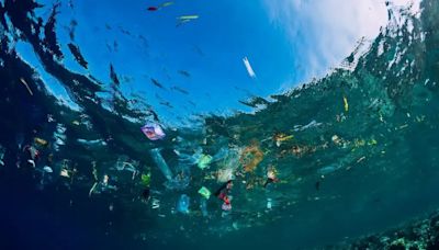 Hongo marino es capaz de descomponer el plástico de los océanos
