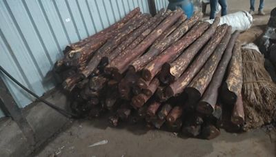 Mumbai: DRI seizes 8 MTs of Red Sanders wood valuing Rs 7.9 crores