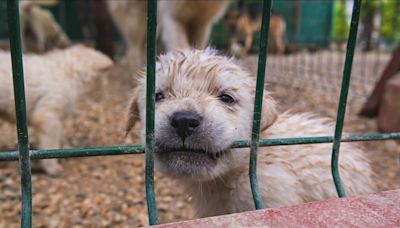 Missouri has 23 'problematic puppy mills,' the most in the nation