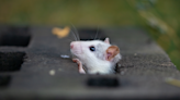 Rats may have imaginations