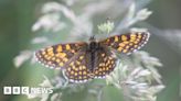 Record numbers of rare butterfly seen at reserve in Essex