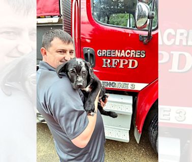 Fire-Survivor Pup Finds Forever Home With a Fire Chief