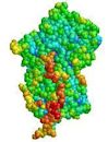 Alpha-1 antitrypsin