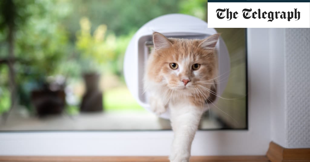 Ban cat flaps to protect Britain’s birds, says Tory ex-minister