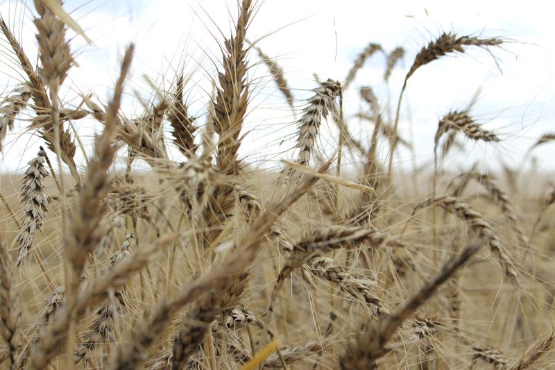 Australian weather bureau forecasts wet months after dry June