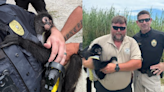 Lost pet monkey on NC coast rescued, returned to owner, police say