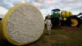 Cotton Gains As Demand For India Cotton Continues To Be Strong From Buyers