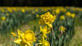 Tips for keeping the cheerful daffodils in your garden blooming and happy