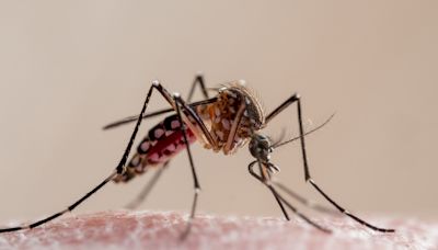 Brasil supera número de casos de chikungunya de 2023