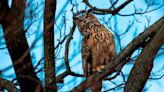 Central Park memorial service for Flaco the owl draws huge crowd