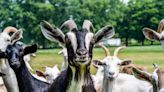 Burglary suspect finds hiding spot — but goats were on to him, Oklahoma police say