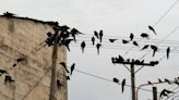 El infierno de un pueblo bonaerense que está invadido de loros: no saben cómo resolverlo y viven una pesadilla