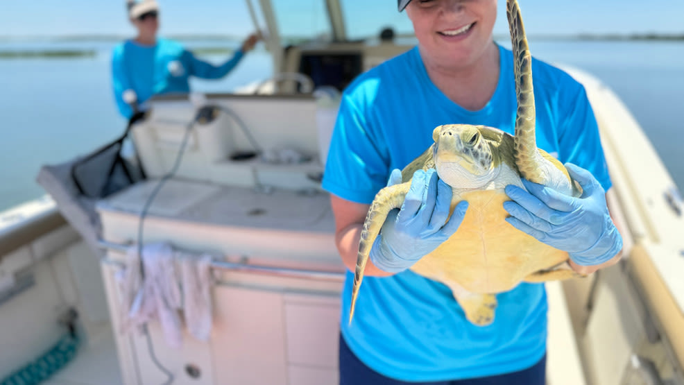 Frittata and Over Easy: Two sea turtles return to the wild after treatment