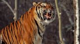 Video: Tiger Sighting Reported in Cincinnati | 1150 WIMA | Coast to Coast AM with George Noory