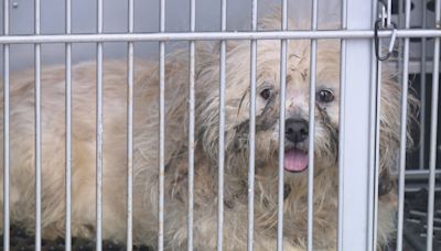 Dogs rescued from Pawtucket hoarding situation ready for adoption