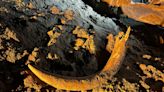 'Scientifically important': North Dakota coal miners stumble across mammoth tusk, bones