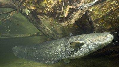 Town terrorised by 'man-sized duck-eating' catfish