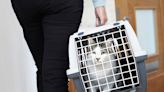 Pet Cat Spotted in Carry-On Going Through Airport X-Ray Machine