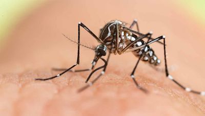 Climate change fuelling mosquito-borne diseases in Europe