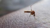 Adiós a la plaga de polillas en el dormitorio: la cuchara que hay que dejar en la ventana