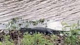 Spring Fever: Mating season has local alligators looking for love