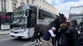 Moment members of public step in to calm horse charging through London