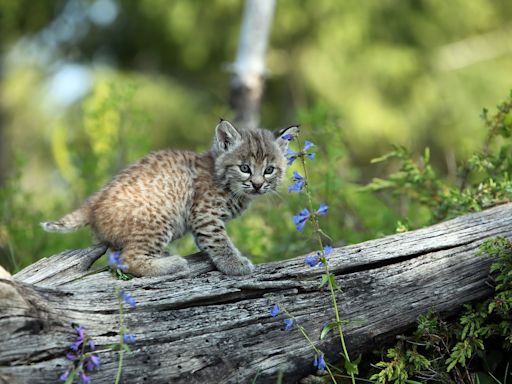 Mama Bobcat and Her Kittens Move Into Family’s Backyard and It’s Adorable Chaos