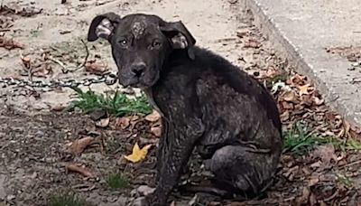 Rescuers Save Neglected Dog 'Chained Outside 24/7' and Help the Pup Recover and Find Love