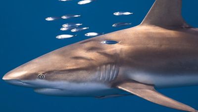 Encuentran cocaína en el músculo e hígado de 12 tiburones al oeste de Río de Janeiro, Brasil