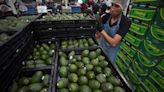 México exporta primer cargamento de aguacate de Jalisco hacía EEUU