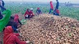 Potato growers await relief under Bhavantar Bharpai scheme