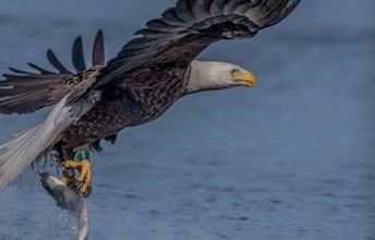 New Jersey moves to take bald eagles, ospreys off state list of endangered species