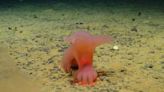 Estas son las nuevas especies descubiertas en las profundidades del Pacífico - Diario Hoy En la noticia